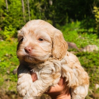 Femelle cockapoo maya
