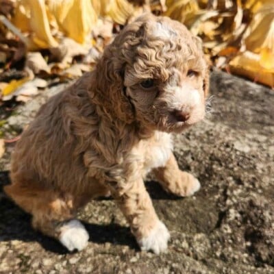 Chiot cockapoo