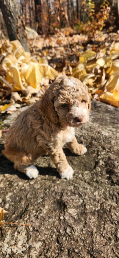 Chiot cockapoo