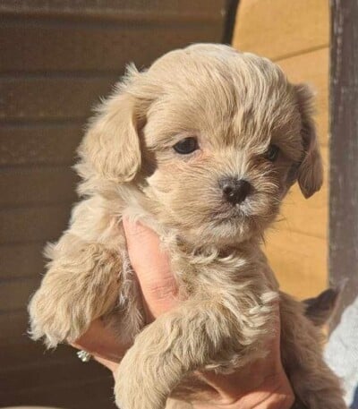 Chiot Shih poo à vendre