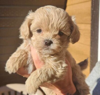 Chiot Shih poo à vendre