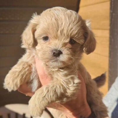 Chiot Shih poo à vendre