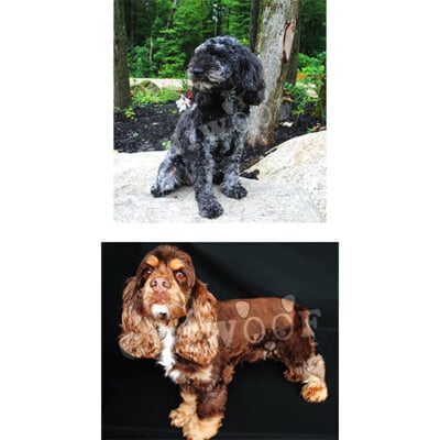 Cockapoo élevage