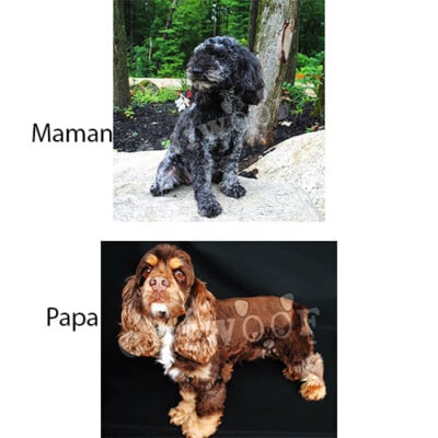 Bijoux et Toby