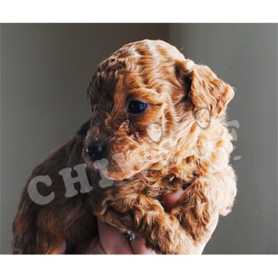 CANICHE CHIOT À VENDRE