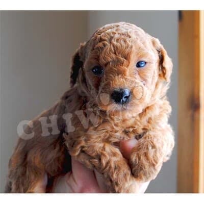 CANICHE CHIOT À VENDRE