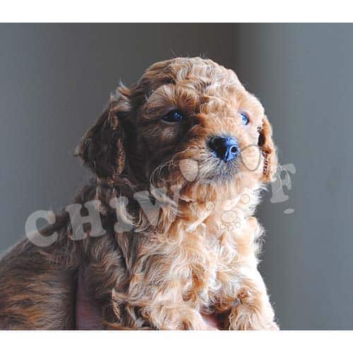 CHIOT CANICHE À VENDRE