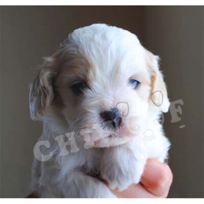 COCKAPOO CHIOT À VENDRE