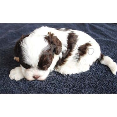 COCKAPOO CHIOT À VENDRE