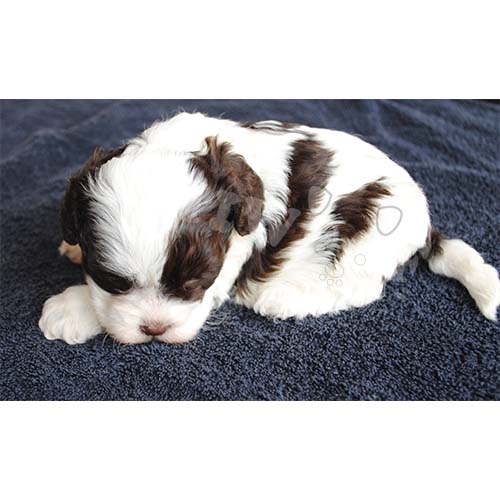COCKAPOO CHIOT À VENDRE