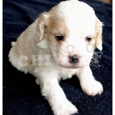 COCKAPOO CHIOT À VENDRE