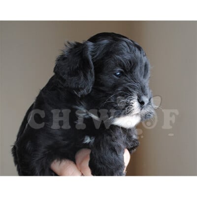 COCKAPOO CHIOT À VENDRE
