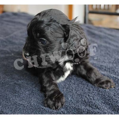 COCKAPOO CHIOT À VENDRE