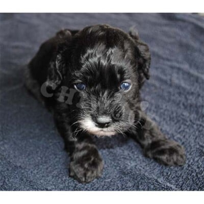 COCKAPOO CHIOT À VENDRE