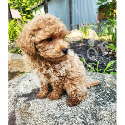Caniche à vendre