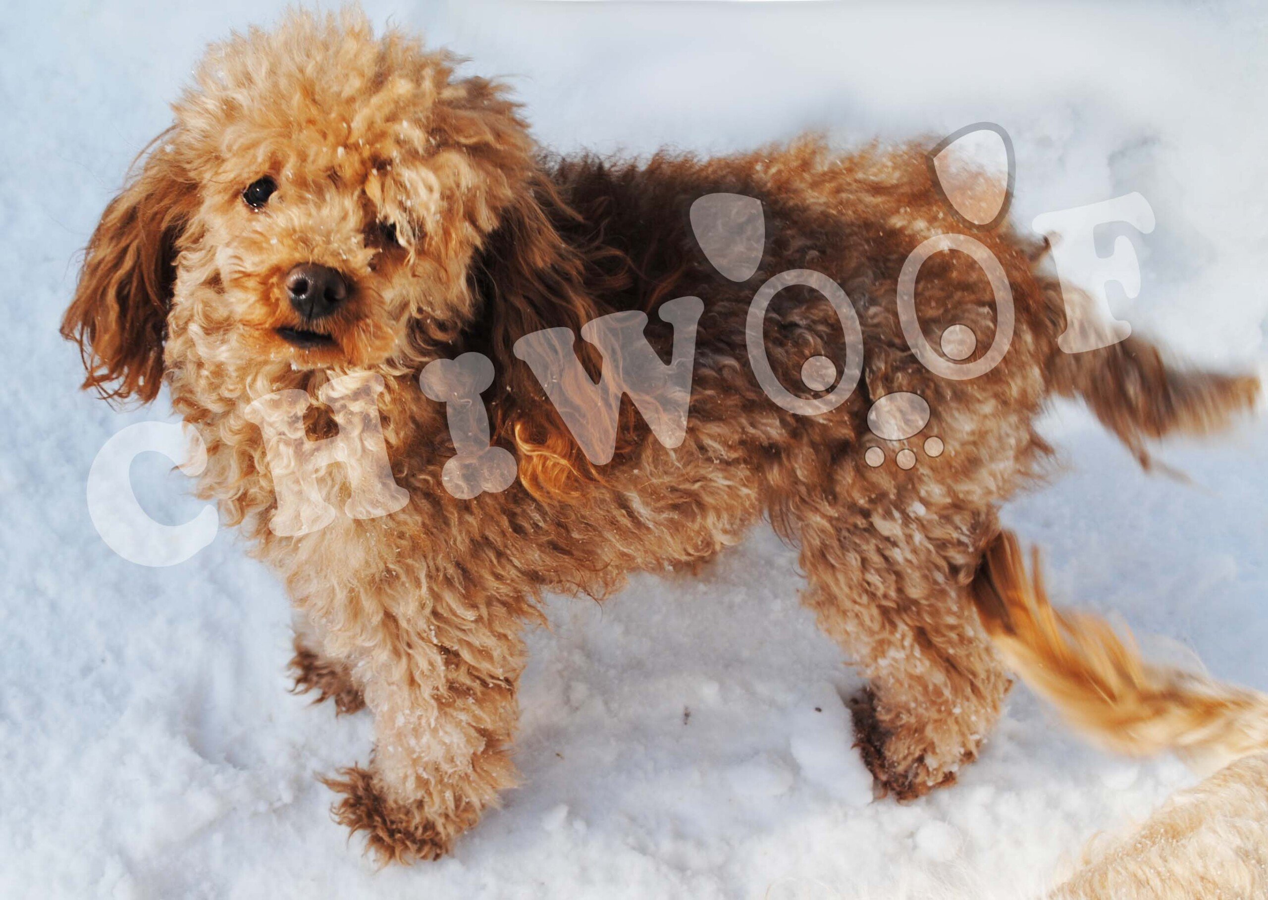 Caniche chiot miniature toy