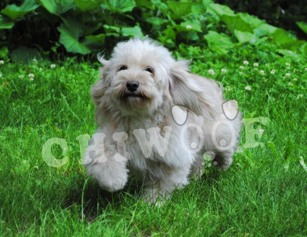 Chiot Cockapoo