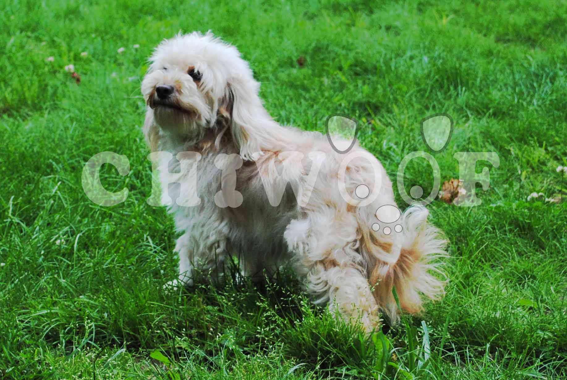 Chiot Cockapoo
