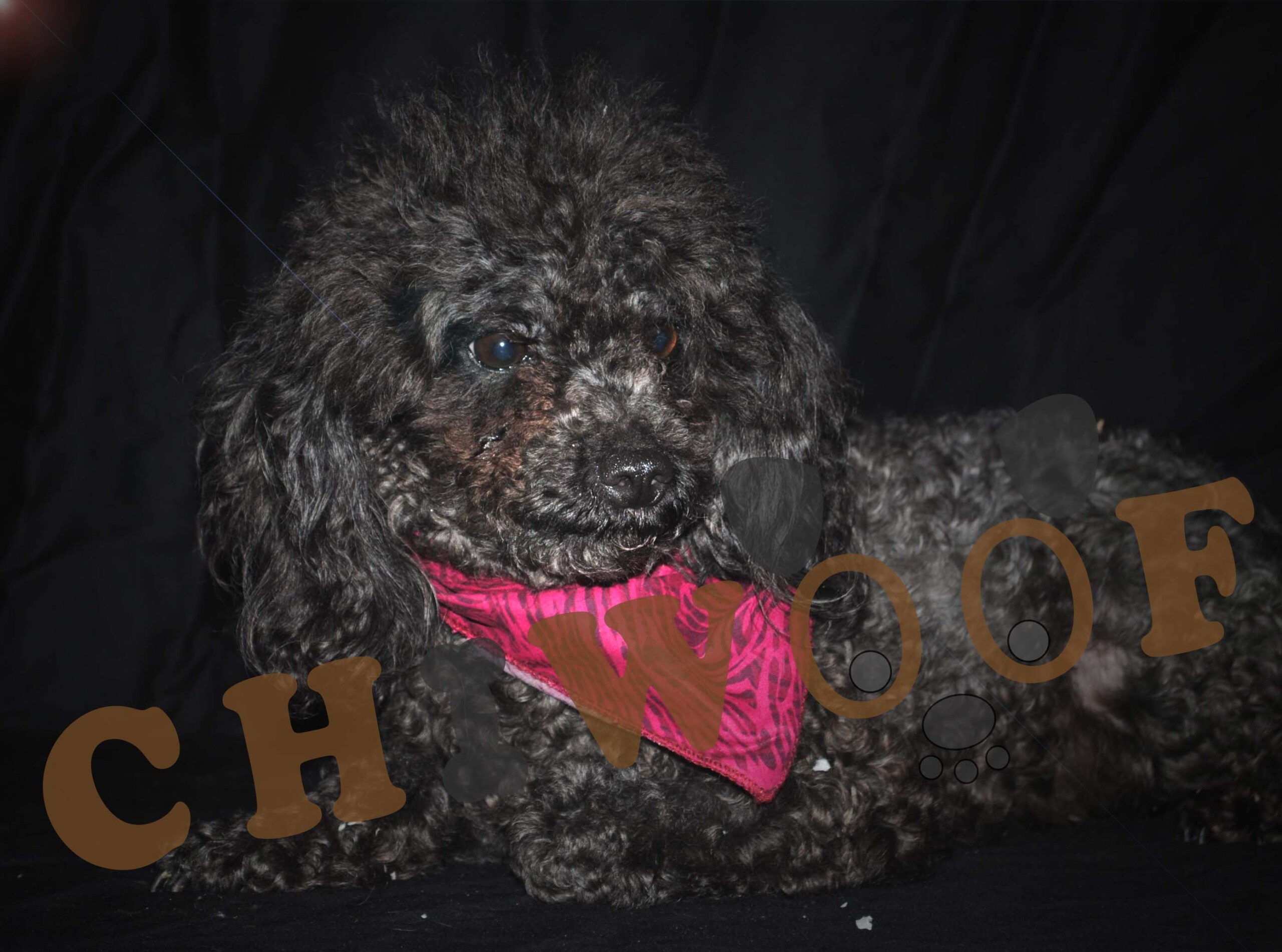 Chiot Caniche