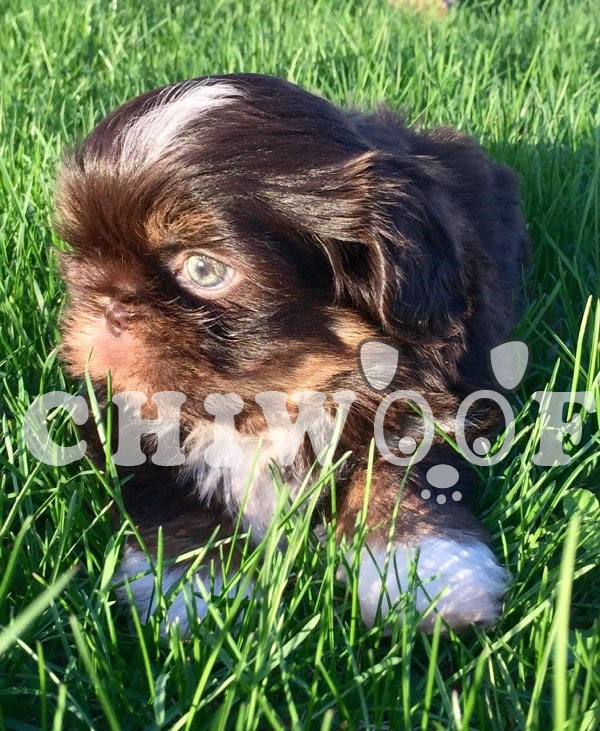 Chiot Shit Tzu