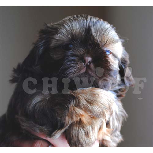 Chiot shih tzu à vendre Québec