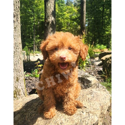 Chiot caniche à vendre