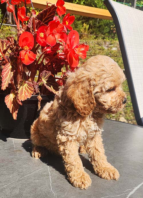 Chiot cockapoo 1 Chiot cockapoo