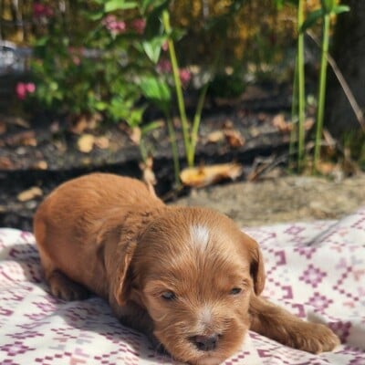Chiot cockapoo