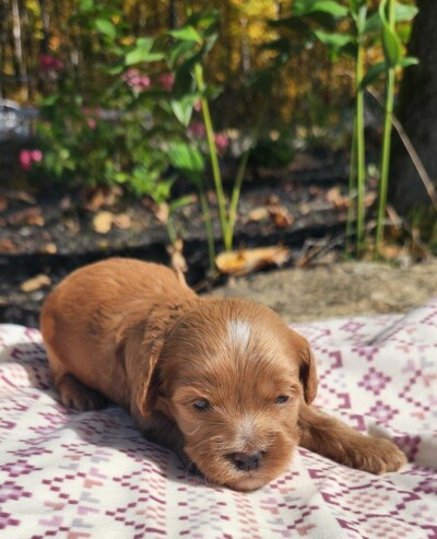 Chiot cockapoo