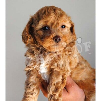 Chiot cockapoo à vendre
