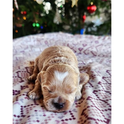 Chiot cockapoo à vendre