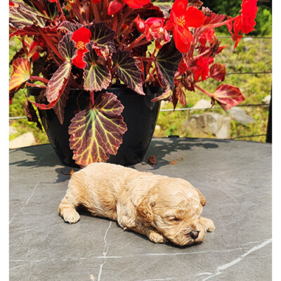 Chiot cockapoo à vendre