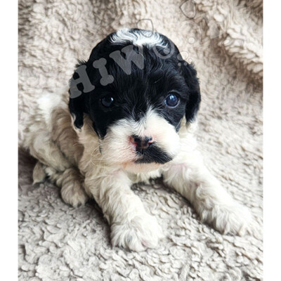 Chiot cockapoo à vendre blanc et noir