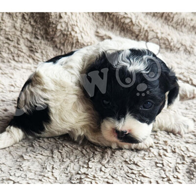 Chiot cockapoo à vendre blanc et noir