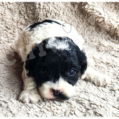 Chiot cockapoo à vendre blanc et noir