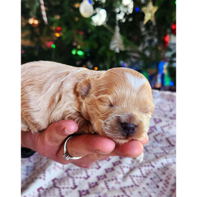 Chiot cockapoo à vendre caramel