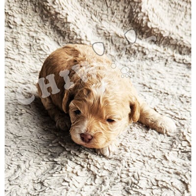 Chiot cockapoo à vendre femelle caramel