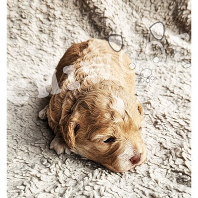Chiot cockapoo à vendre femelle caramel