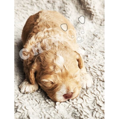 Chiot cockapoo à vendre femelle caramel