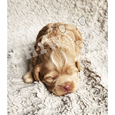 Chiot cockapoo à vendre femelle rousse