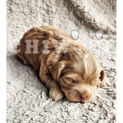 Chiot cockapoo à vendre femelle rousse