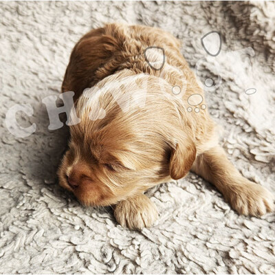 Chiot cockapoo à vendre femelle rousse