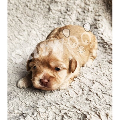 Chiot cockapoo à vendre femelle rousse