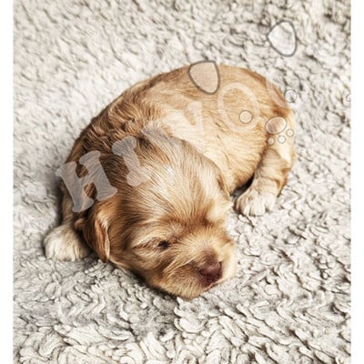 Chiot cockapoo à vendre femelle rousse