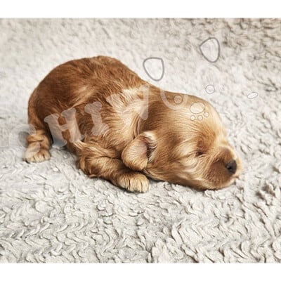 Chiot cockapoo à vendre femelle rousse uni