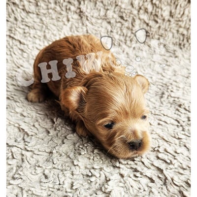 Chiot cockapoo à vendre femelle rousse uni