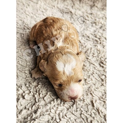 Chiot cockapoo à vendre mâle caramel
