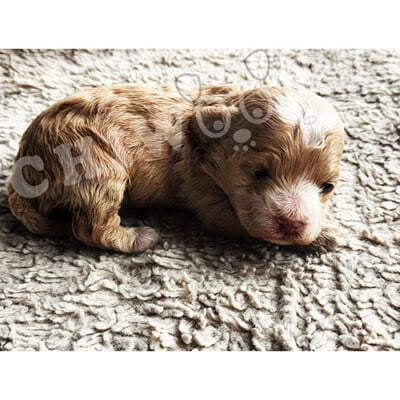 Chiot cockapoo à vendre mâle caramel