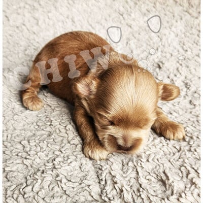 Chiot cockapoo à vendre mâle caramel-roux