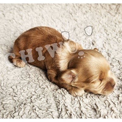 Chiot cockapoo à vendre mâle caramel-roux